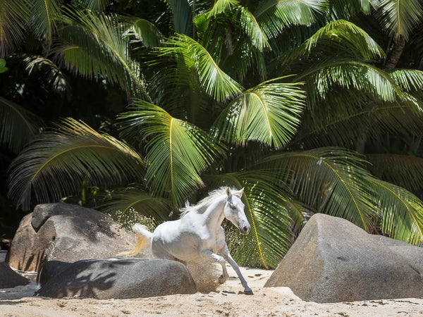 Tropical run