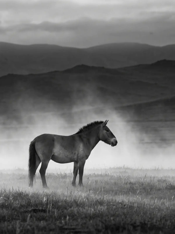 Wild Steppe Horse
