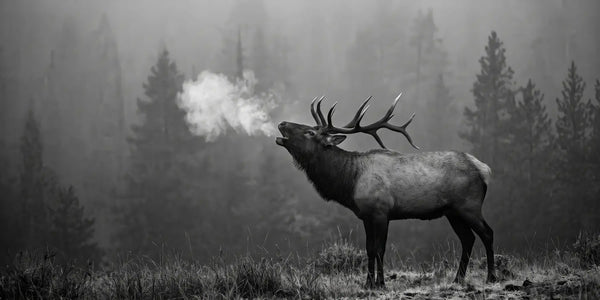 Bugling Elk