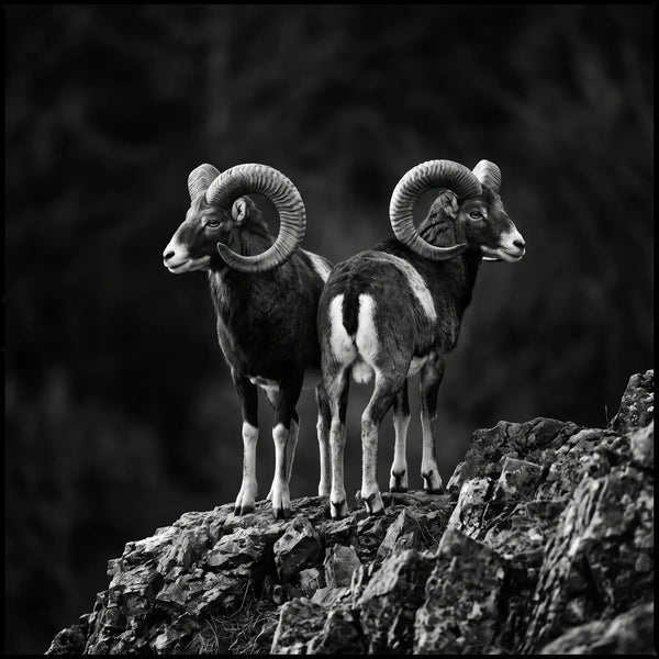 Mountain Guardians