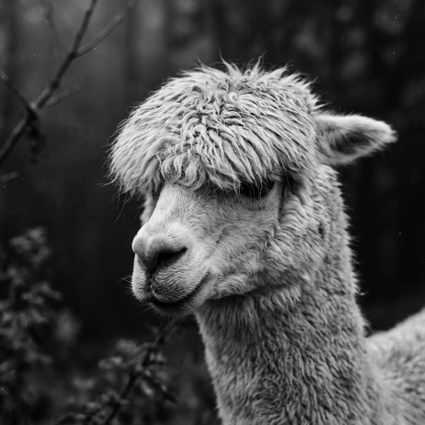 Woolly Gaze