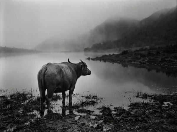 Silent Buffalo