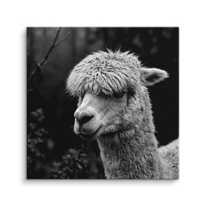 Woolly Gaze