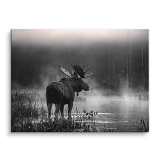 Silent Moose