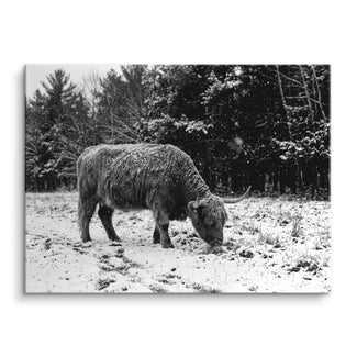 Highland Winter