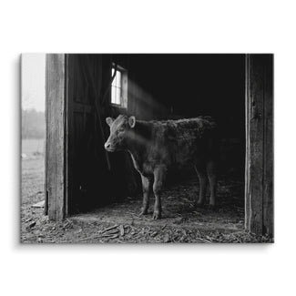Barn Light Calf