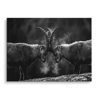 Horn Duel