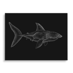 Shark