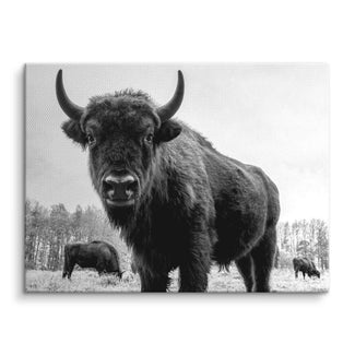 Schwarz-weiß Wandbild mit Bullen auf einer Wiese, Kunstwerk auf Leinwand, Naturmotiv
