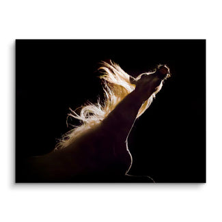 Midnight roar