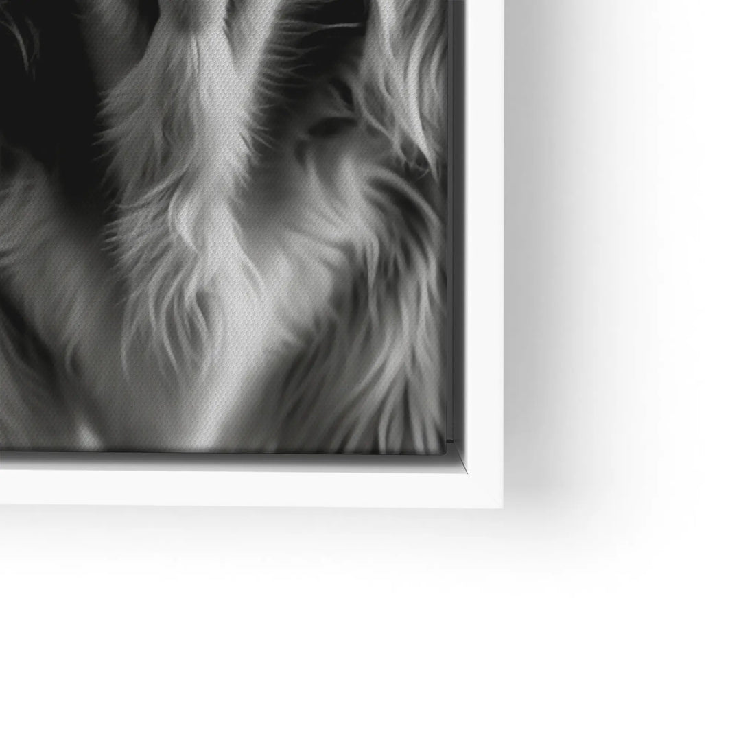 Highland Cattle