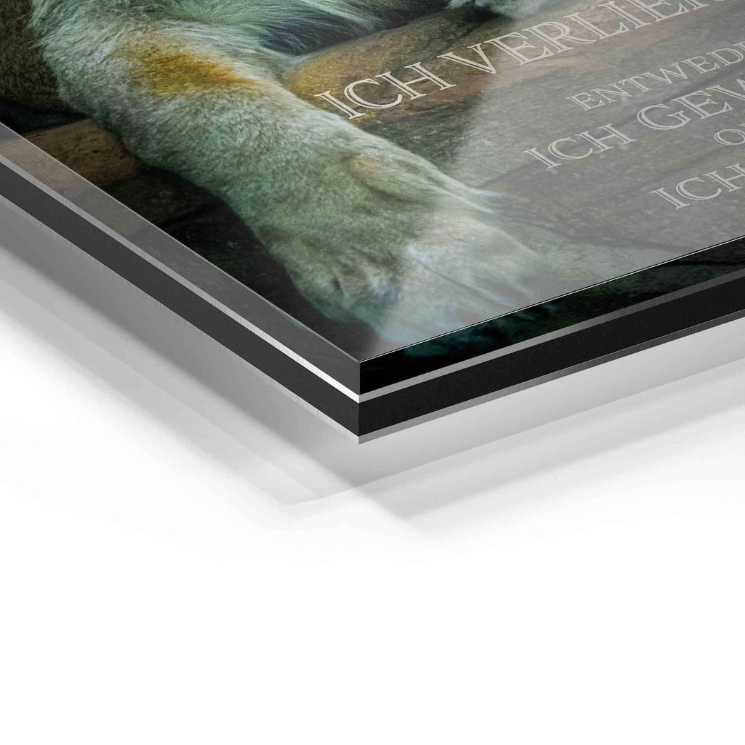 Detailaufnahme Acrylglas-Wandbild mit Löwenmotiv und Text, glänzende Oberfläche