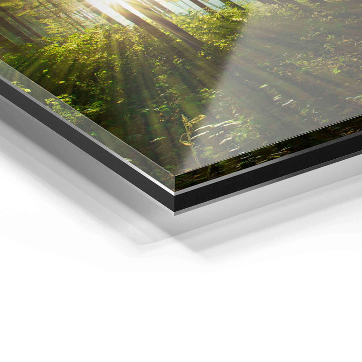 Detailaufnahme Acrylglas-Wandbild mit Waldbild und Sonnenstrahlen, moderne Wanddekoration