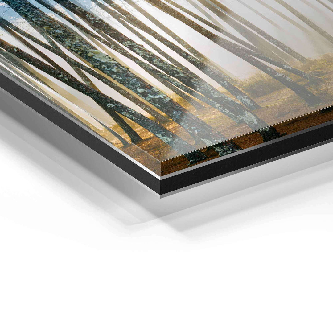 Detailansicht eines Acrylglas-Wandbilds mit modernem Waldmotiv, hochwertige Verarbeitung
