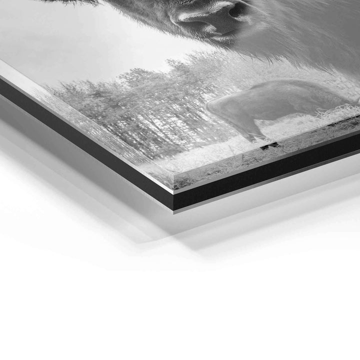 Detail eines modernen Acrylglas-Wandbilds mit Naturmotiv und Tier in Schwarzweiß