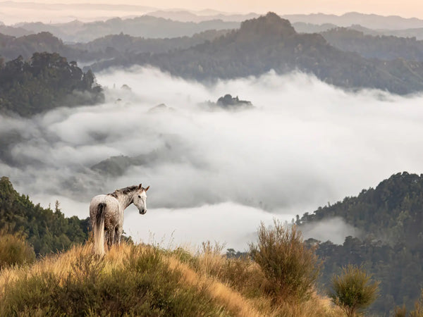 Above the clouds