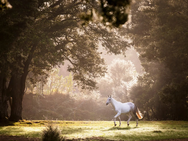 Forest whisper