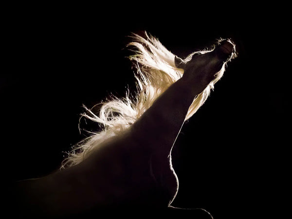 Midnight roar