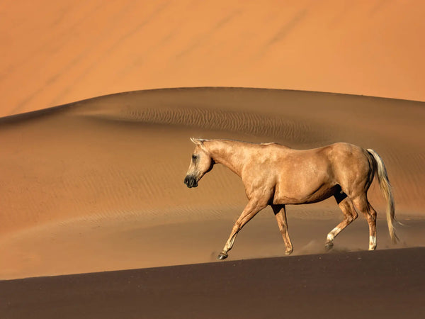 Silent Dunes