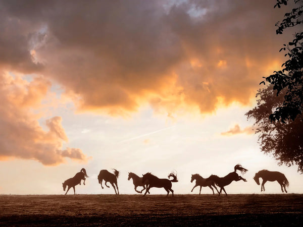 Wild Symphony