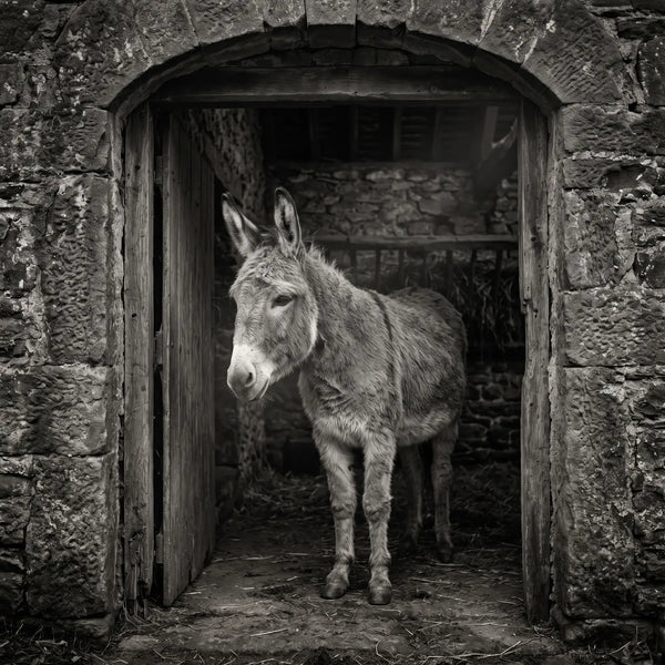 Stable Gaze