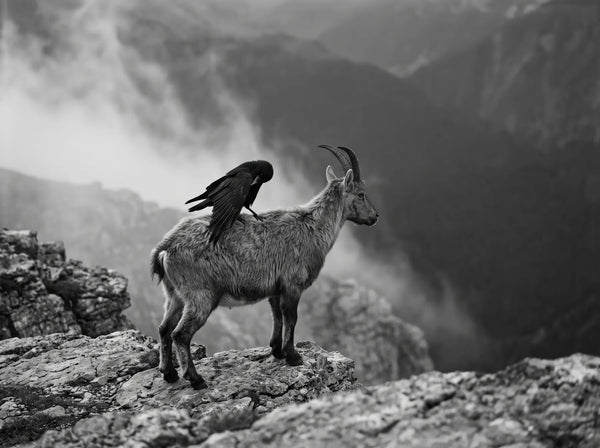 Mountain Alliance