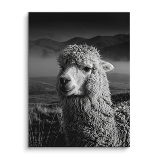 Alpaca Highlands