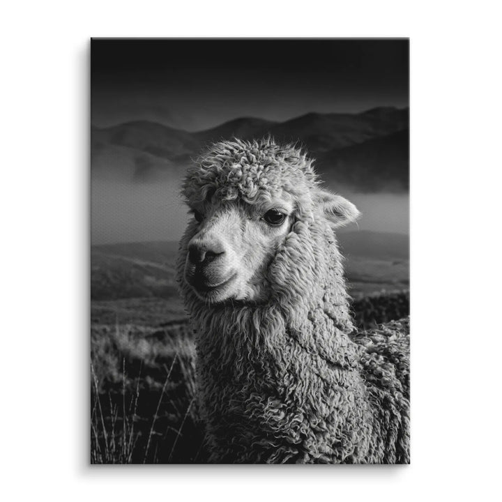 Alpaca Highlands