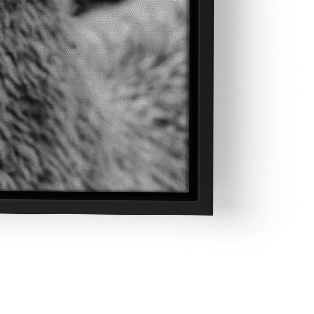 Woolly Gaze
