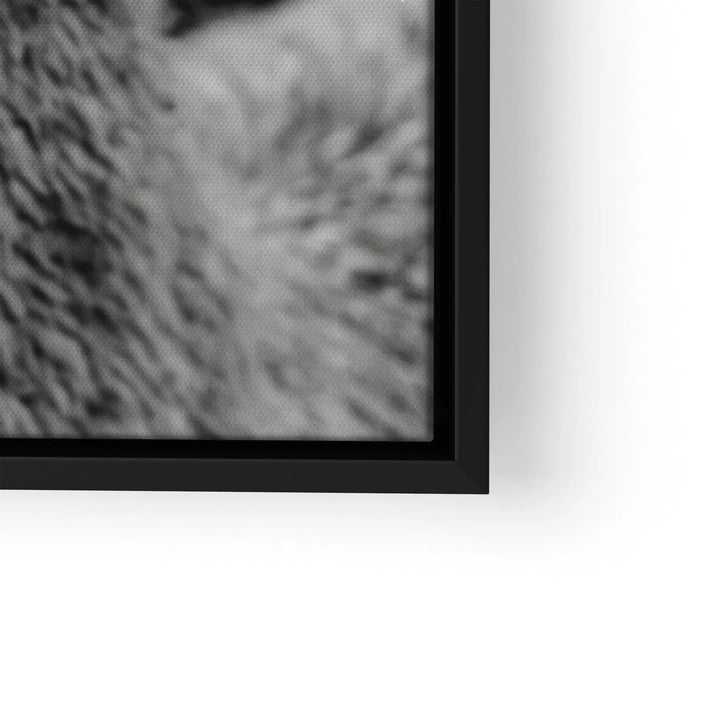 Woolly Gaze