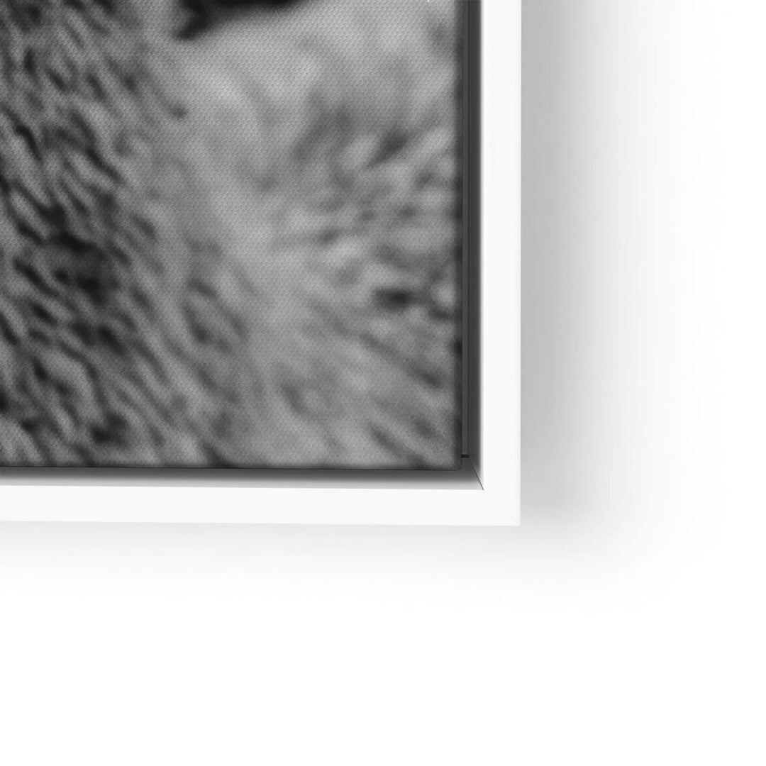 Woolly Gaze