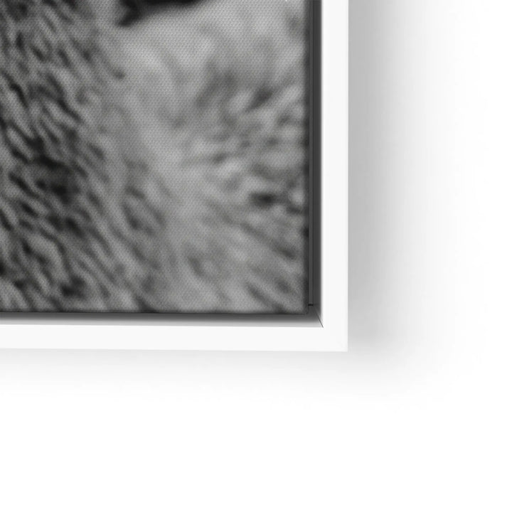 Woolly Gaze