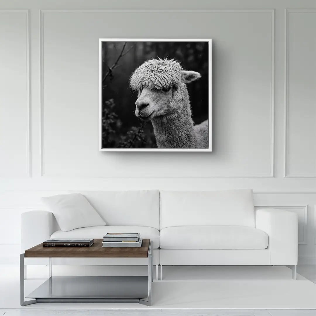 Woolly Gaze