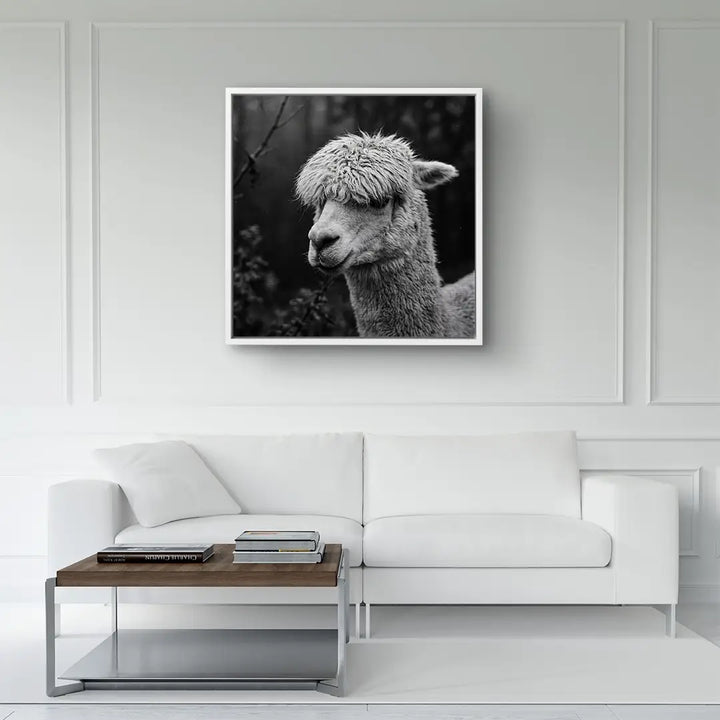 Woolly Gaze