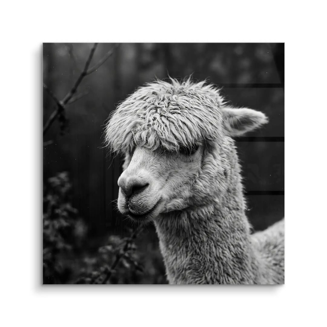 Woolly Gaze