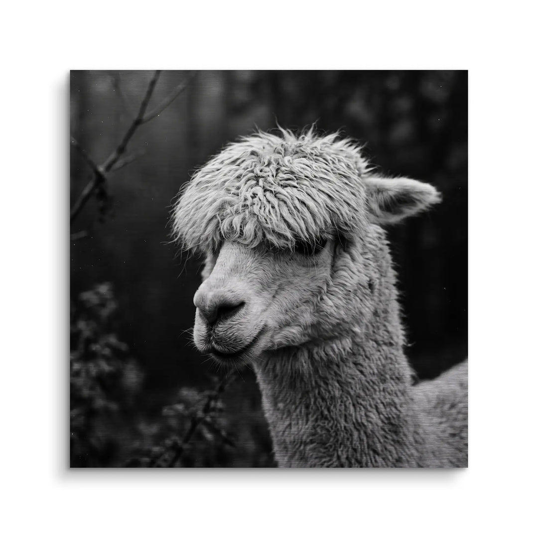 Woolly Gaze