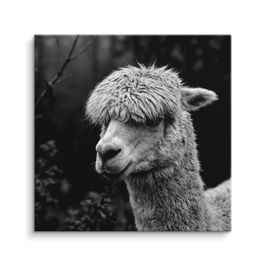 Woolly Gaze