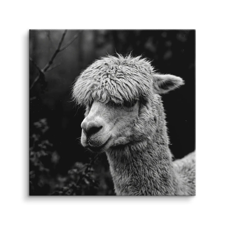 Woolly Gaze