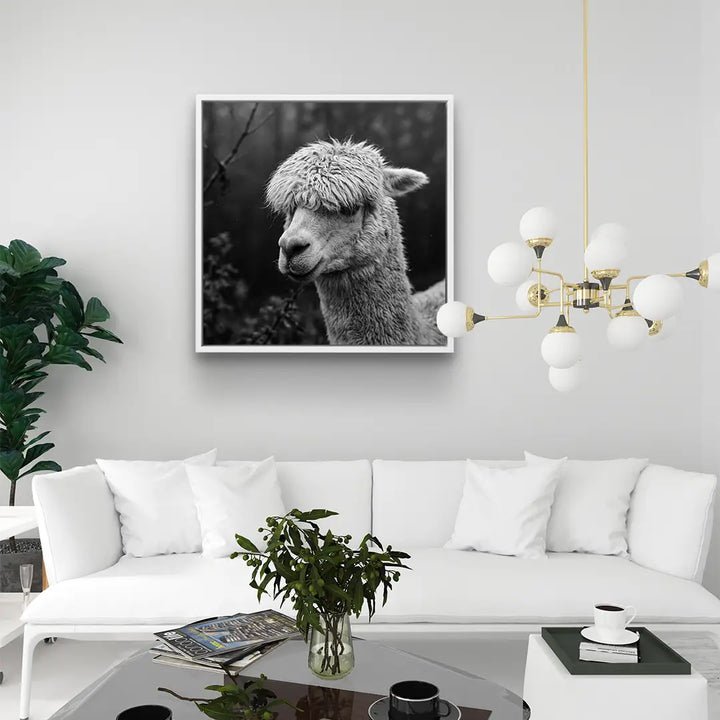Woolly Gaze