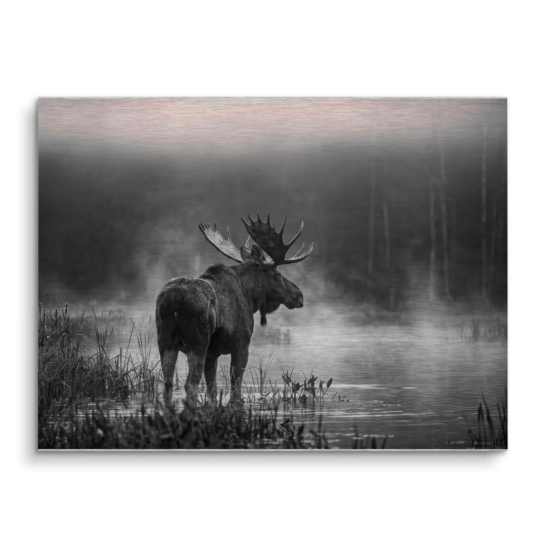 Silent Moose