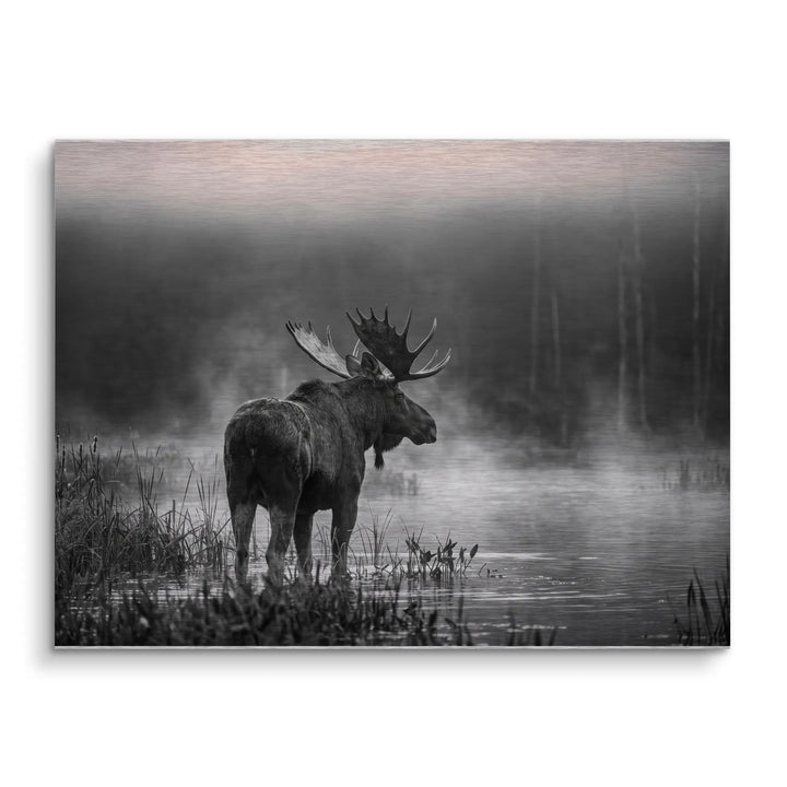 Silent Moose