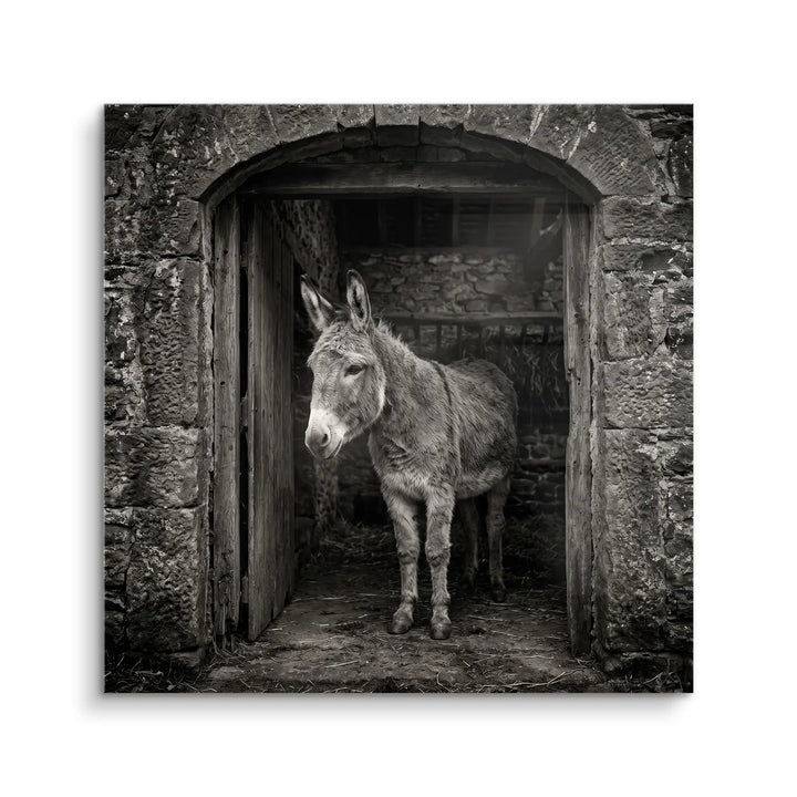 Stable Gaze