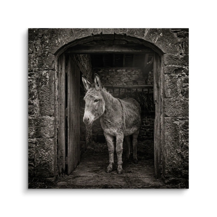 Stable Gaze