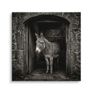 Stable Gaze