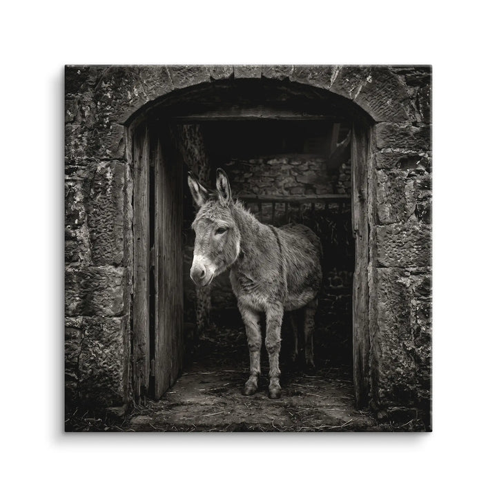 Stable Gaze
