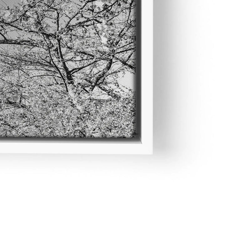 Fuji Blossom