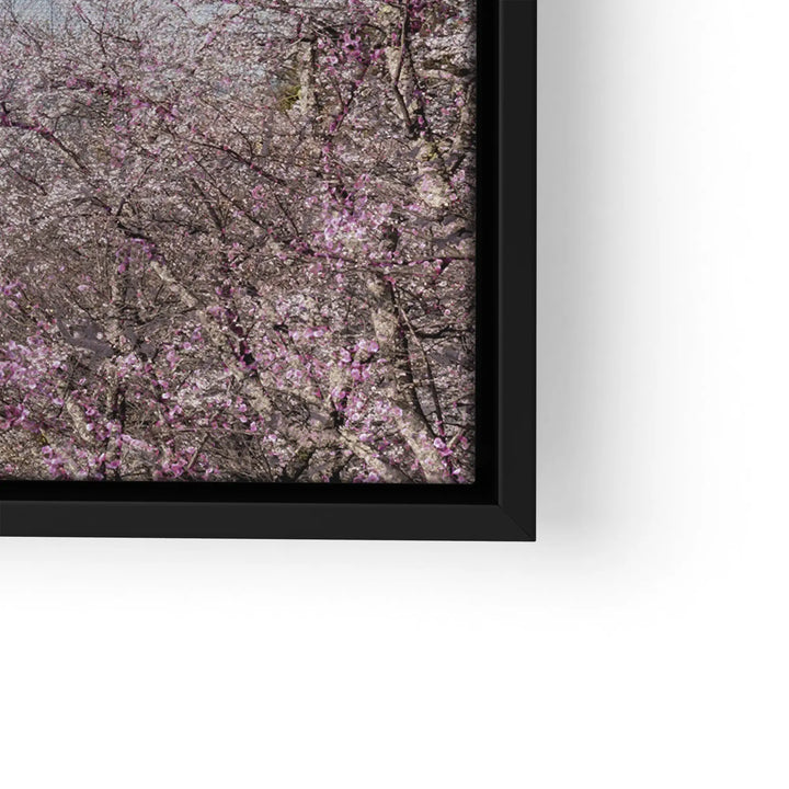 Fuji Blossom