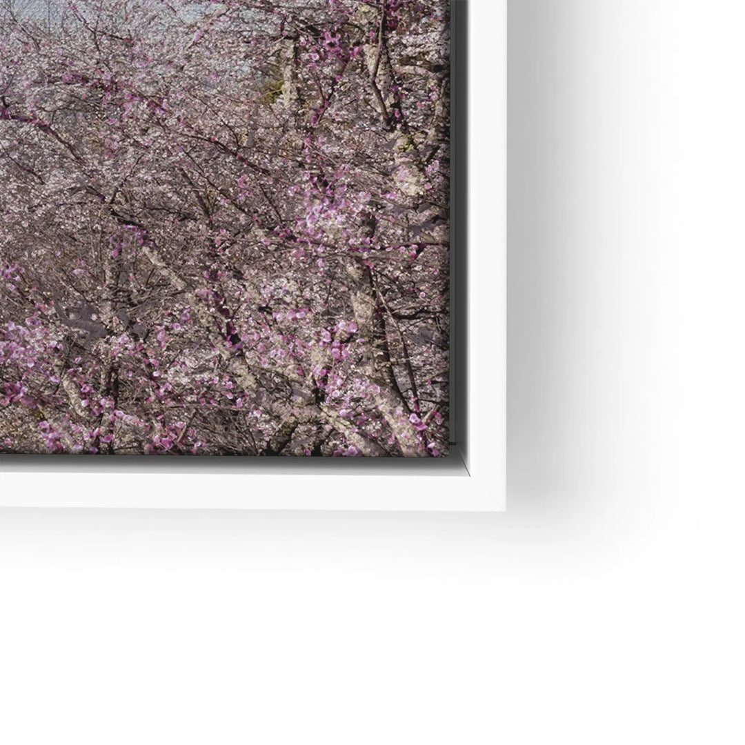 Fuji Blossom