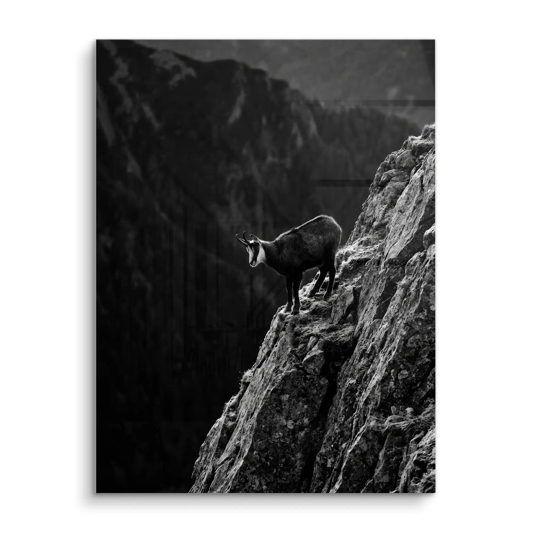 Alpine Chamois