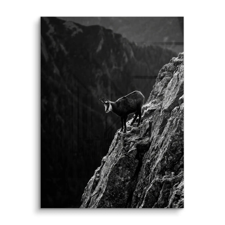 Alpine Chamois